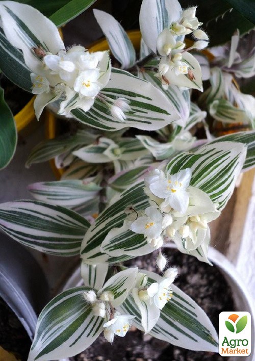 

Традесканция ампельная White Royal