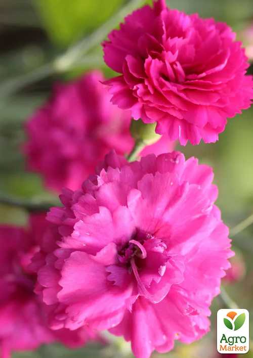 

Гвоздика Махровая Devon Wizard