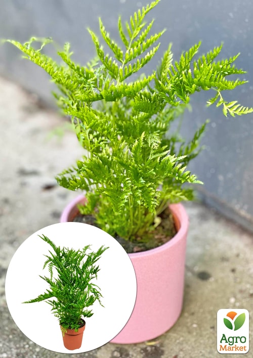 

Птеріс вічнозелений Straminea висота 30-40см