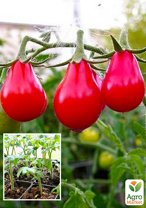 

Розсада Томат Черрі «Лампочка червона» (фермерське вирощування)