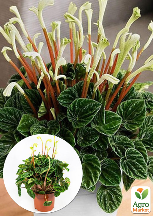 

Пеперомия Каперата Lilian