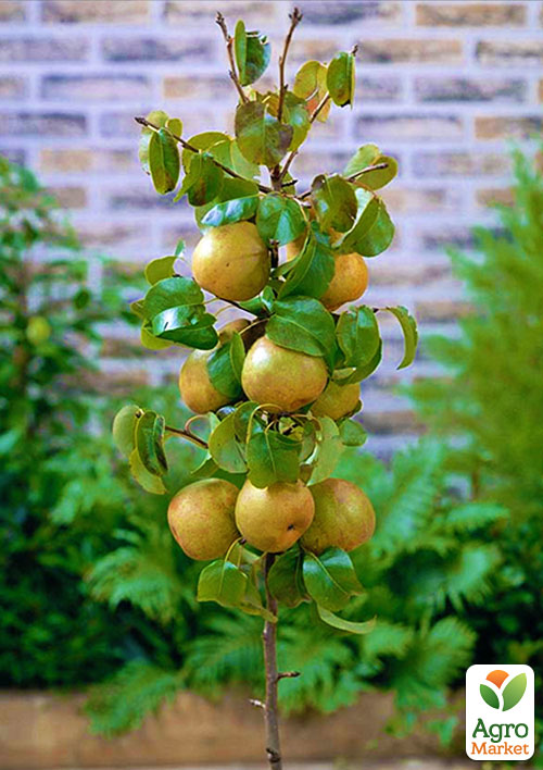 

Азіатська груша Дайсуле (літній сорт)