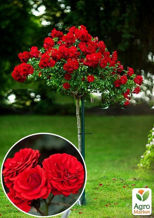 

Троянда штамбова Кордула (саджанець класу АА +) вищий сорт