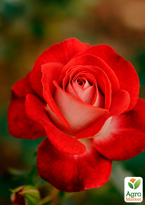 

Роза мелкоцветковая (спрей) Мейди (саженец класса АА+) высший сорт