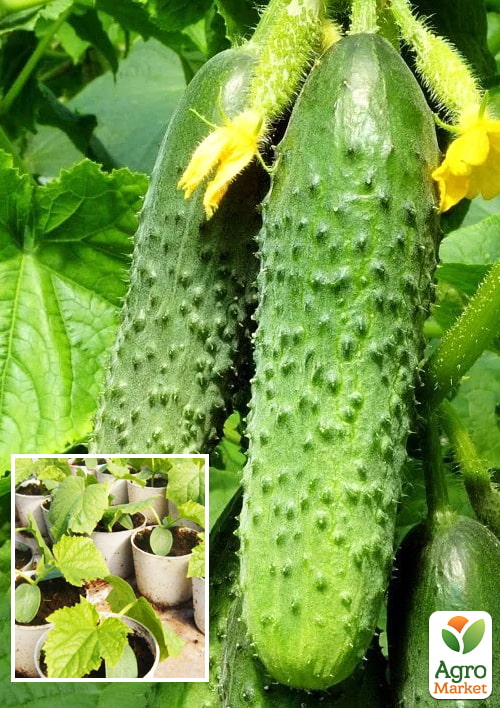 

Розсада Огірок «Фенікс +» (фермерське вирощування), 1шт в упаковці