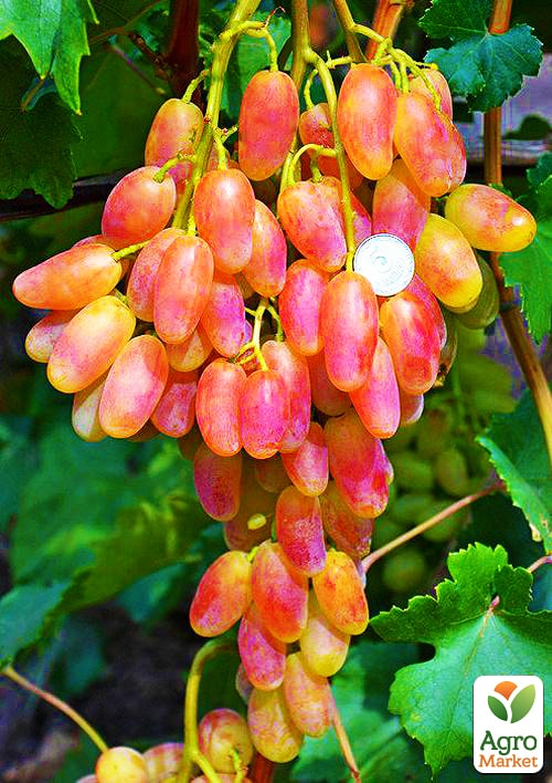 

Виноград Писанка (дуже ранній термін дозрівання)