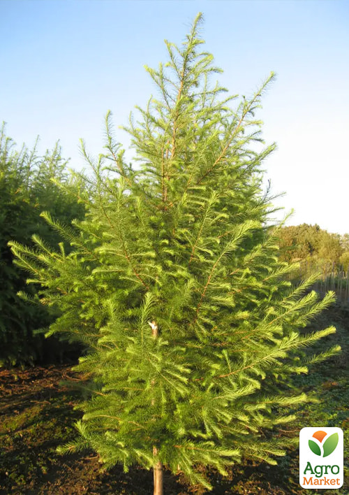 

Лиственница европейская 4-х летняя (Larix decidua) С5 высота 60-100см