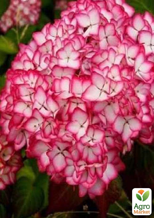 

Гортензія крупнолистова кучерява Salsa