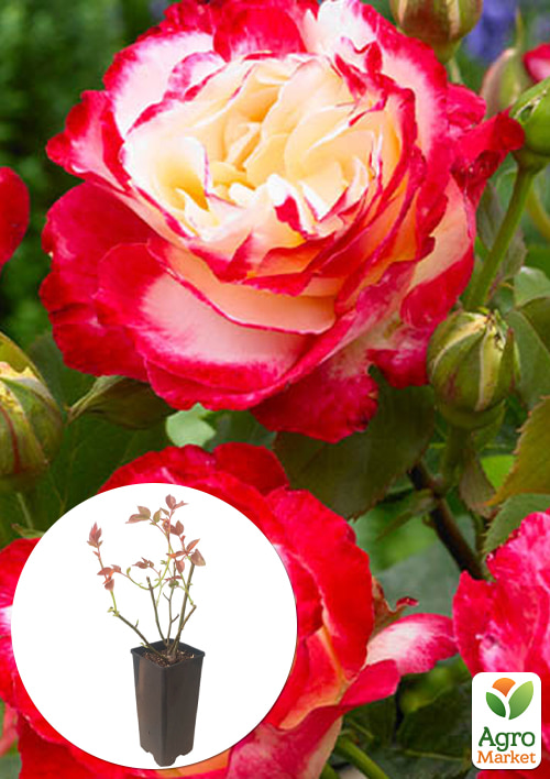 

Роза чайно-гибридная Double Delight в контейнере, высший сорт