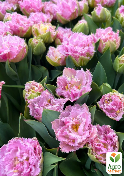 

Тюльпан Perth