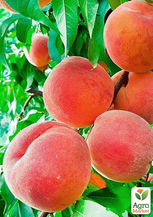 

Персик Мелитопольский Ясный (крупноплодный сорт, ранний срок созревания)