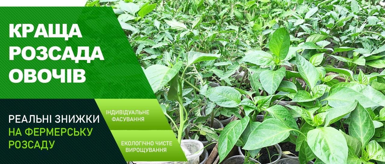 Акція! Розсада овочів зі знижкою до -40% Акція! Розсада овочів зі знижкою до -40%