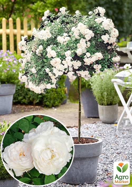 

Ексклюзив! Троянда штамбова біла Романтика (Romance) (саджанець класу АА +, преміальний некапризну сорт)