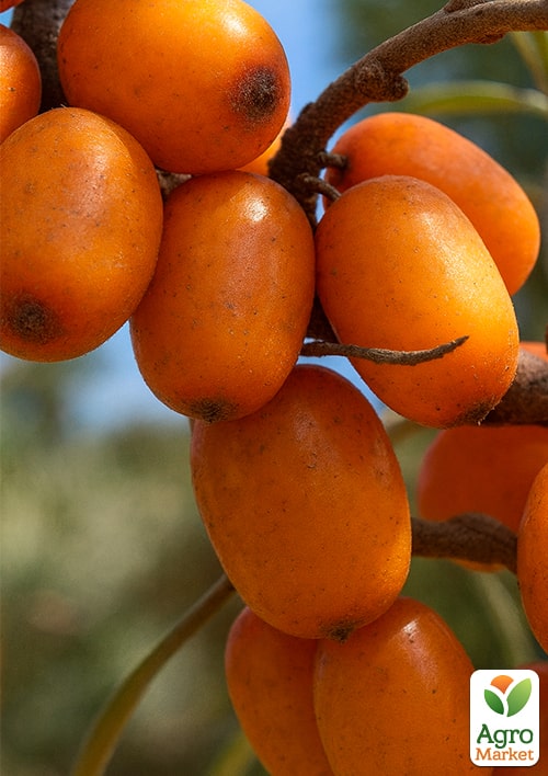 

Облепиха Елизавета (женская) (ранний срок созревания, высокоурожайный и крупноплодный сорт)