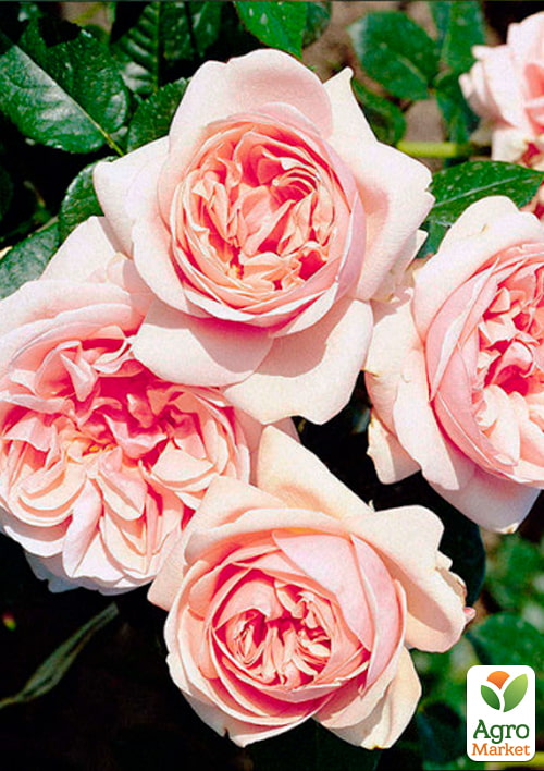 

Роза чайно-гибридная Афродита (саженец класса АА+) высший сорт