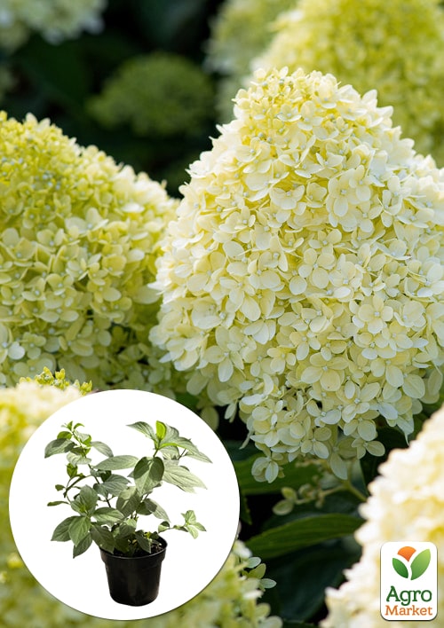 

Гортензия метельчатая 2-х летняя Living-Cotton Cream высота саженца 20-30см