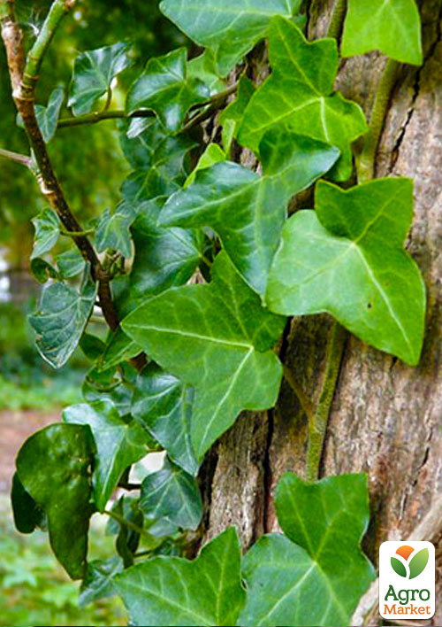 

Плющ звичайний