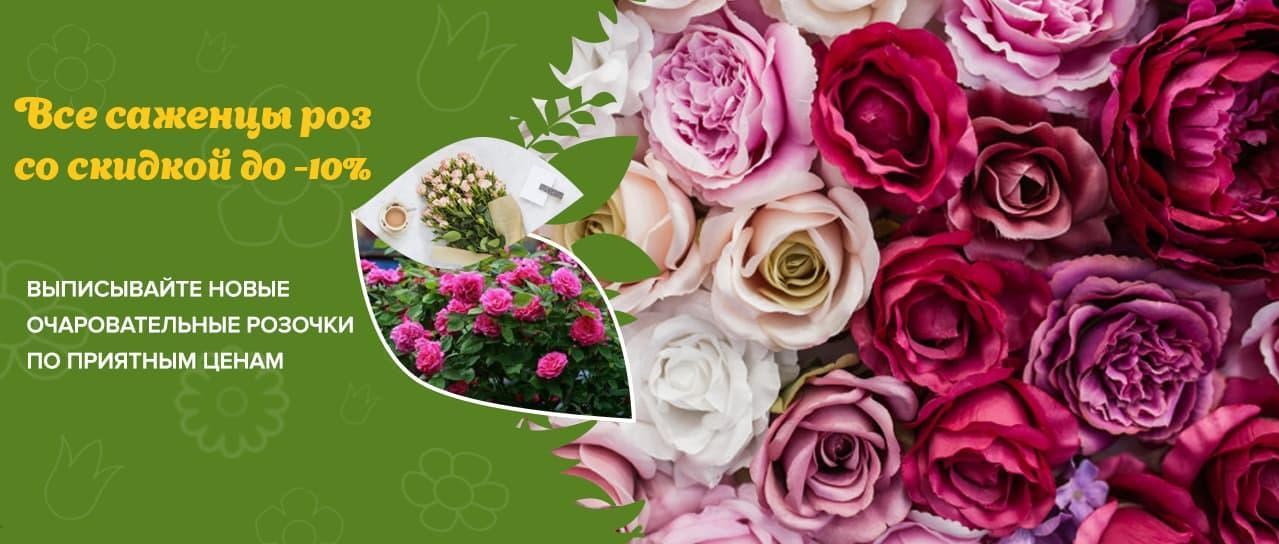 Акция! Саженцы роз Акция! Саженцы роз