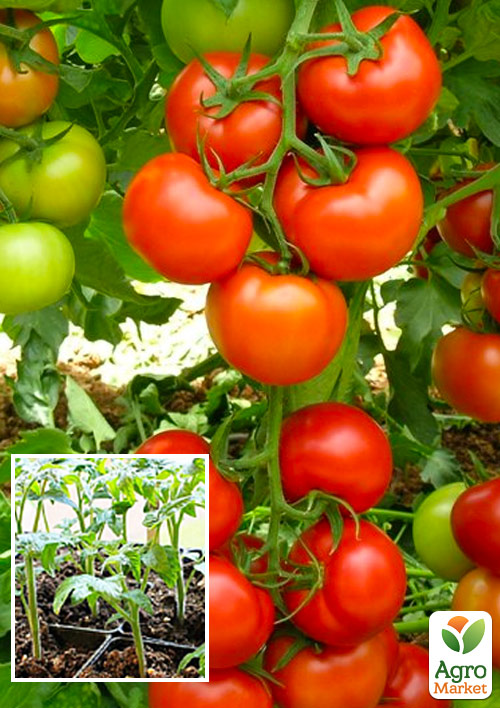 

Розсада Томат «Ляна» (фермерське вирощування), 1шт в упаковці