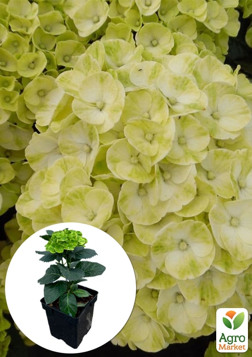 

Гортензія крупнолистова кучерява Caipirinha