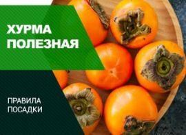 Как посадить хурму