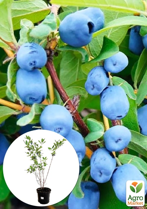 

Жимолость 3х-летняя канадская Boreal Beast (поздняя, высокоурожайная) С2