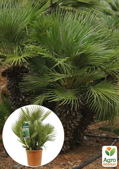 

LMTD Хамеропс Chamaerops Humilis пальма карликовая Нидерланды (высота 40-70см)