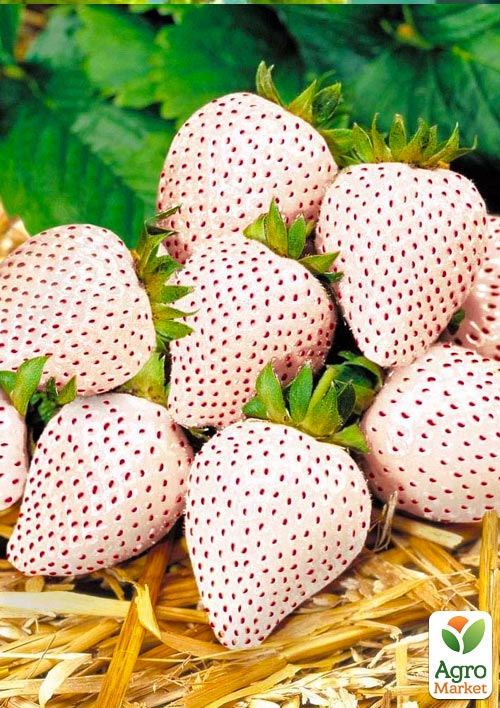 

Ексклюзив! Полуниця біла в червону крапку Ананасова ягода (Pineapple berry) 5шт (преміальний високоврожайний сорт, французької селекції)