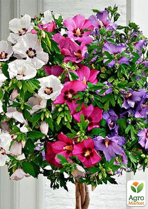 

Гибискус сирийский Tricolor 2х летний высота 70-90 см