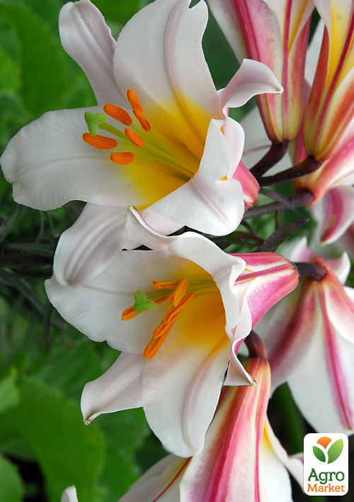 

Лилия Трубчатая Regale