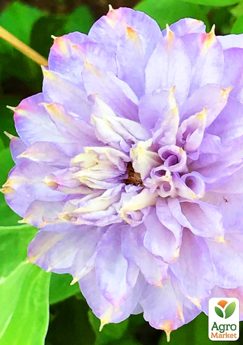 

Клематис Veronica`s choice