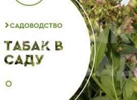 Выращивание табака