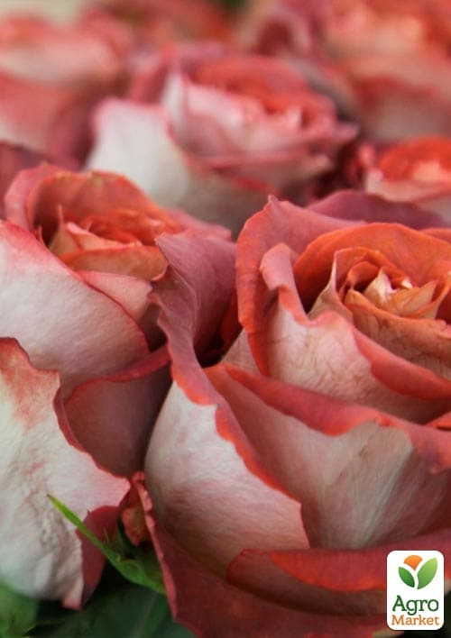 

Троянда чайно-гібридна Гіннес (саджанець класу АА+) вищий сорт