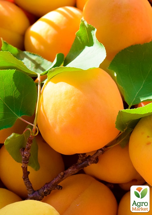 

Абрикос Голд Рич (летний сорт, средний срок созревания)