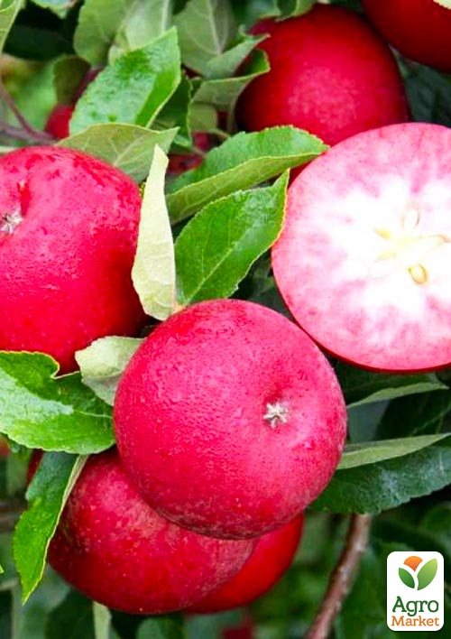 

Яблуня червоном'яса Аріса