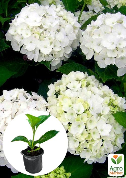 

Гортензія крупнолистова Soeur Therese вазон Р9