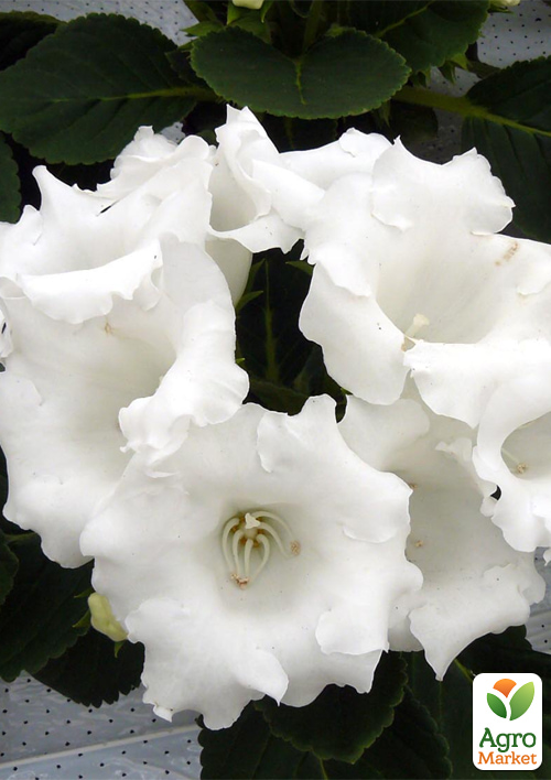 

Глоксиния Аванти F1 белая ТМ Профессиональные семена дражже 100шт