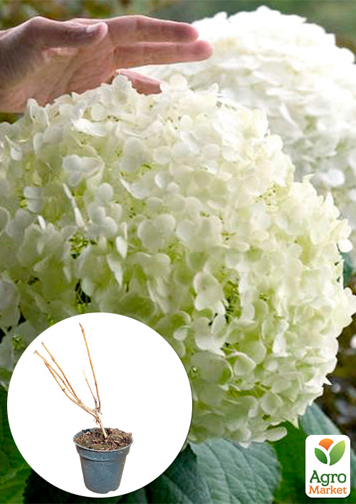 

Гортензія 2-х річка деревоподібна Strong Annabelle вазон С1, висота 20-30см