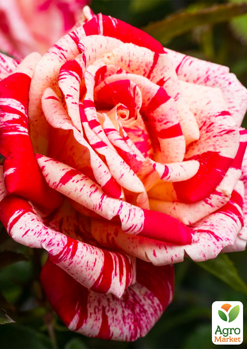 

Роза чайно-гибридная ПаПаджена (саженец класса АА+) высший сорт