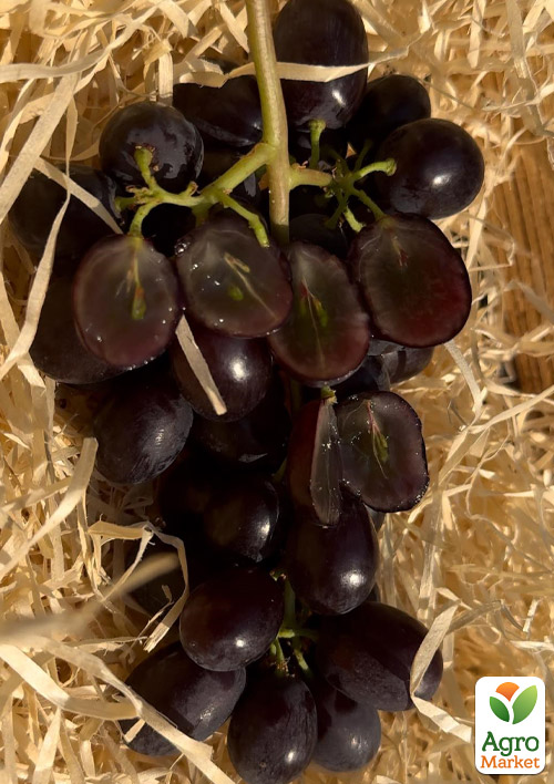 

Виноград кишмиш Пандора (крупноягодный сорт селекции США)