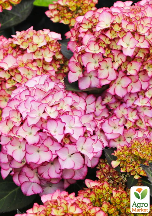 

Гортензія крупнолистова Adula Purple