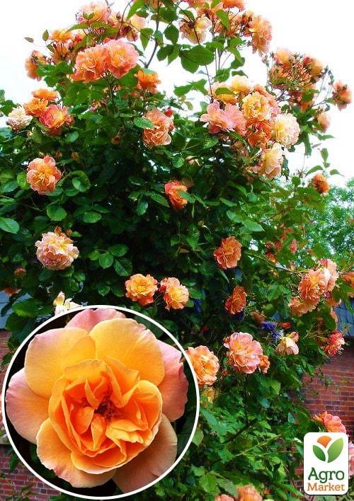 

Роза плетистая Полная Луна (Full Moon) (саженец класса АА+) высший сорт