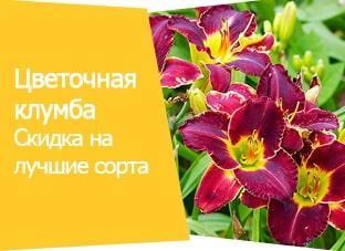 Акция! Цветочная клумба Акция! Цветочная клумба