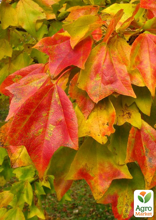 

Клен Бургера Acer Buergerianum (Р9 висота 50-70см)