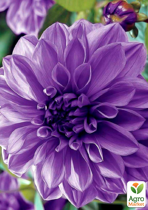 

Георгина Blue Boy