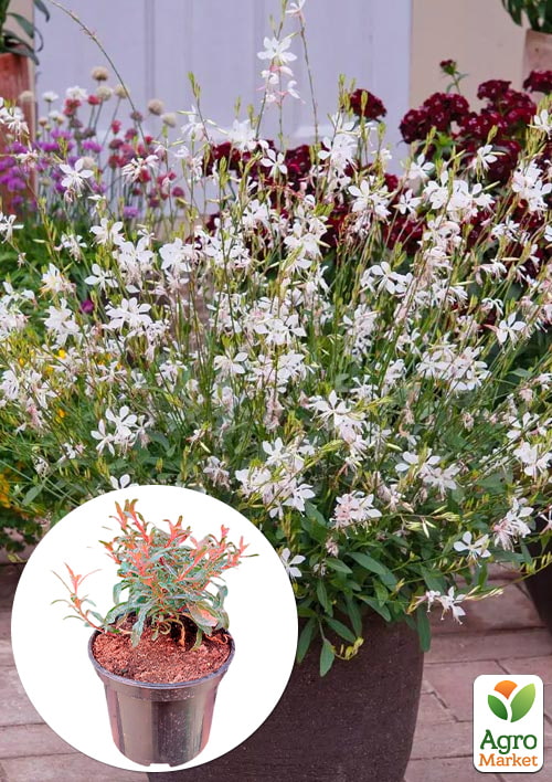 

Гаура lindheimeri Ellura White (вазон С1.5, эффектный многолетник)
