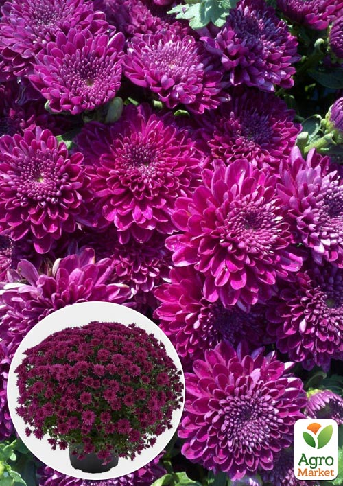 

Хризантема Садова «Cherry Lace» (висота 30-50см)