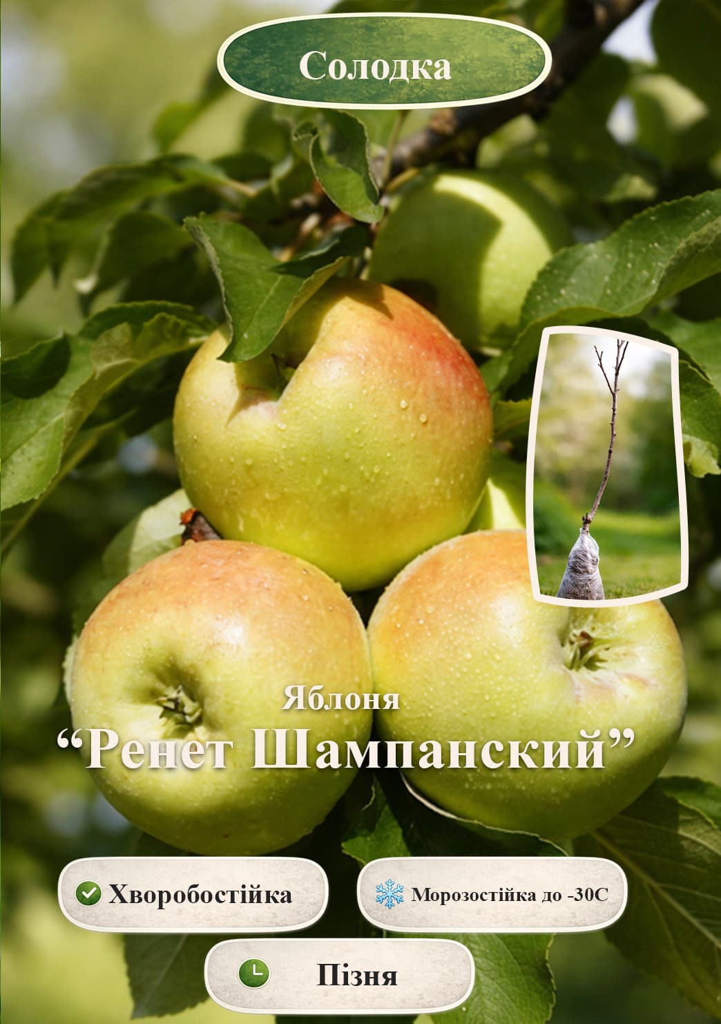 

Ексклюзив! Яблуня Ренет Шампанський (Renet Champagne) (зимовий сорт, пізній термін дозрівання)