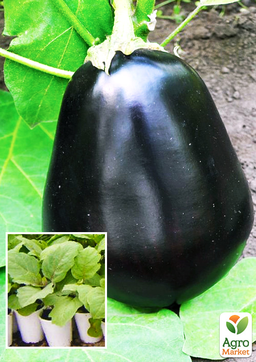 

Розсада Баклажан «Волове Серце» (фермерське вирощування), 1шт в упаковці