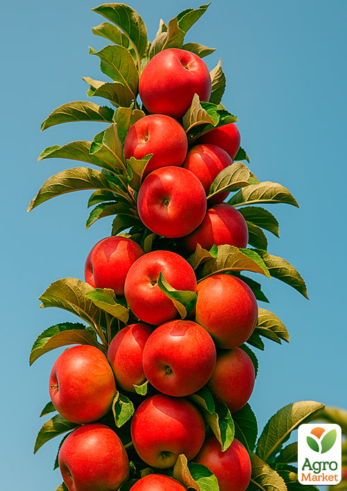 

Яблоня колоновидная Вожак (осенний сорт, поздний срок созревания)